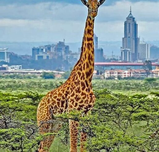 nairobi-national-park-kenya-mobile