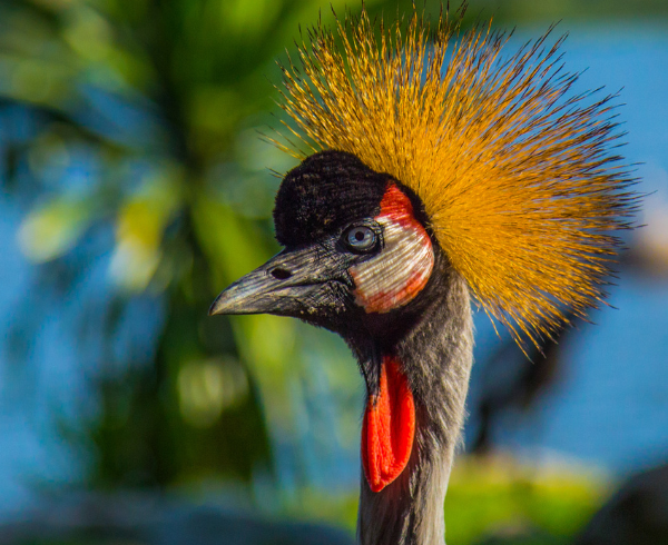 crane